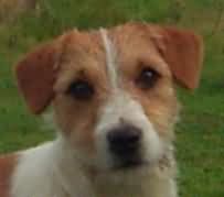 Baloubet of the Hunters Pride