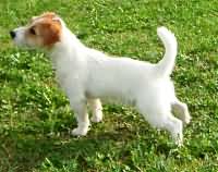 Baloubet of the Hunter’s Pride Baloubet of the Hunter’s Pride