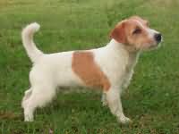 Baloubet of the Hunter’s Pride Baloubet of the Hunter’s Pride