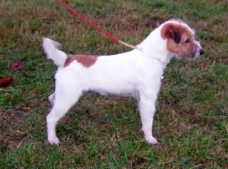 Bruno vom Wietzenbruch