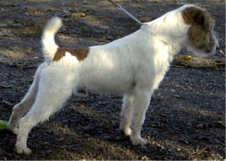 Bruno vom Wietzenbruch