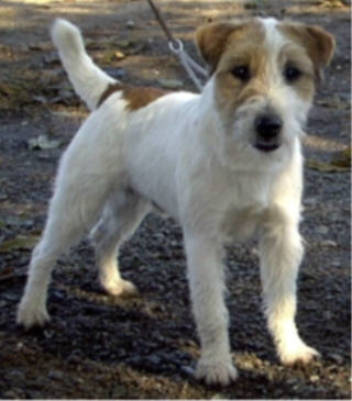 Bruno vom Wietzenbruch