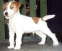 Bruno vom Wietzenbruch