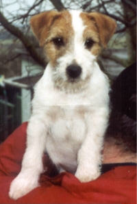 Bruno vom Wietzenbruch