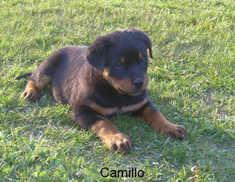 Camillo