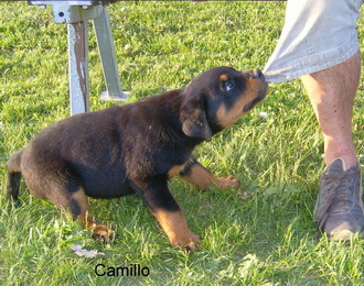 Camillo