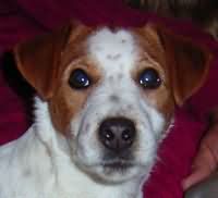 Couleur Rubin vom Nixstein Couleur Rubin vom Nixstein