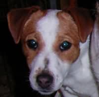 Countess vom Nixstein Countess vom Nixstein