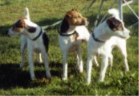 Dusty vom Nixstein, White Spirit`s Spirit, Ronaldo vom Nixstein