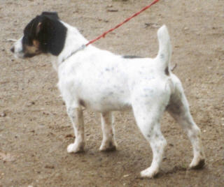 Gustav v.T. Roosenbos