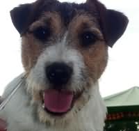 Victor Hugo vom Nixstein Victor Hugo vom Nixstein