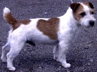 Idefix v.T. Roosenbos Idefix v.T. Roosenbos