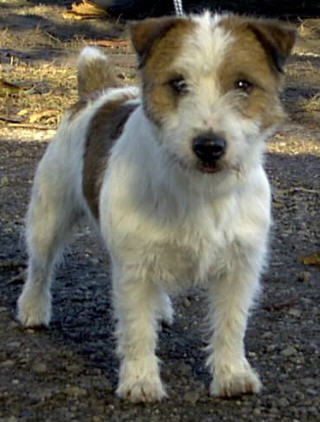 Idefix v.T. Roosenbos