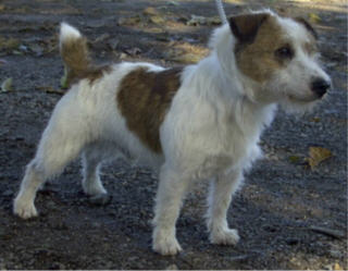 Idefix v.T. Roosenbos