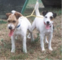 Igor vom Eifelturm und Dusty vom Nixstein