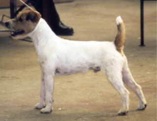 Igor vom Eifelturm Igor vom Eifelturm