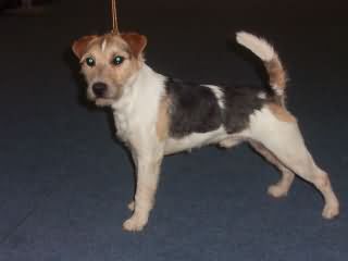 Matcho never the Last