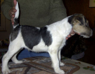 Matcho never the Last