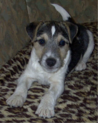 Matcho mit 12 Wochen