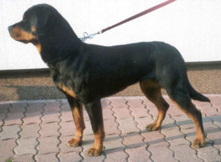 Alba vom Nixstein Alba vom Nixstein