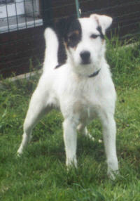 Ronaldo vom Nixstein