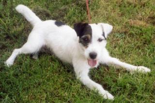 Ronaldo vom Nixstein