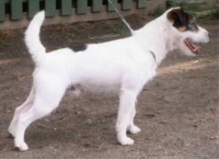 Ronaldo vom Nixstein