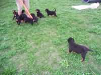 A-Wurf vom Nixstein A-Wurf vom Nixstein