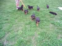 A-Wurf vom Nixstein A-Wurf vom Nixstein