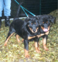 Winnie und Wiesel vom Nixstein