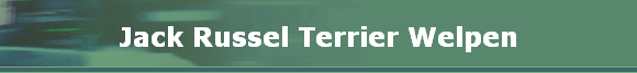 Jack Russel Terrier Welpen