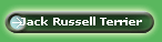 Jack Russell Terrier