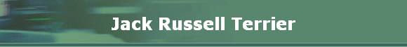 Jack Russell Terrier