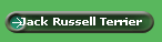 Jack Russell Terrier