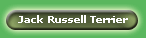 Jack Russell Terrier