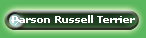 Parson Russell Terrier