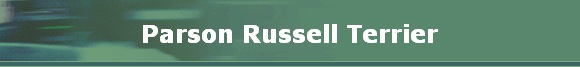Parson Russell Terrier
