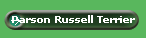 Parson Russell Terrier