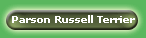 Parson Russell Terrier