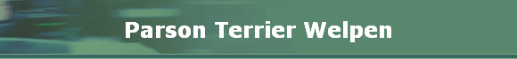 Parson Terrier Welpen