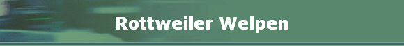 Rottweiler Welpen