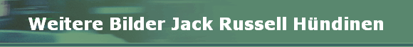 Weitere Bilder Jack Russell Hndinen
